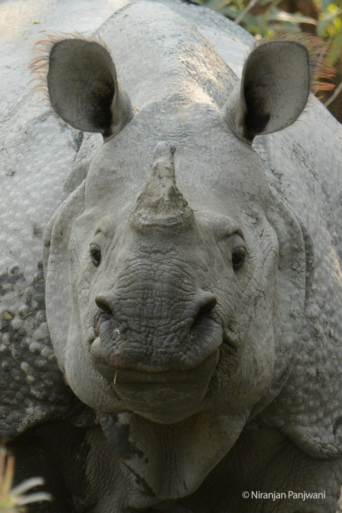 Portrait of a Rhino