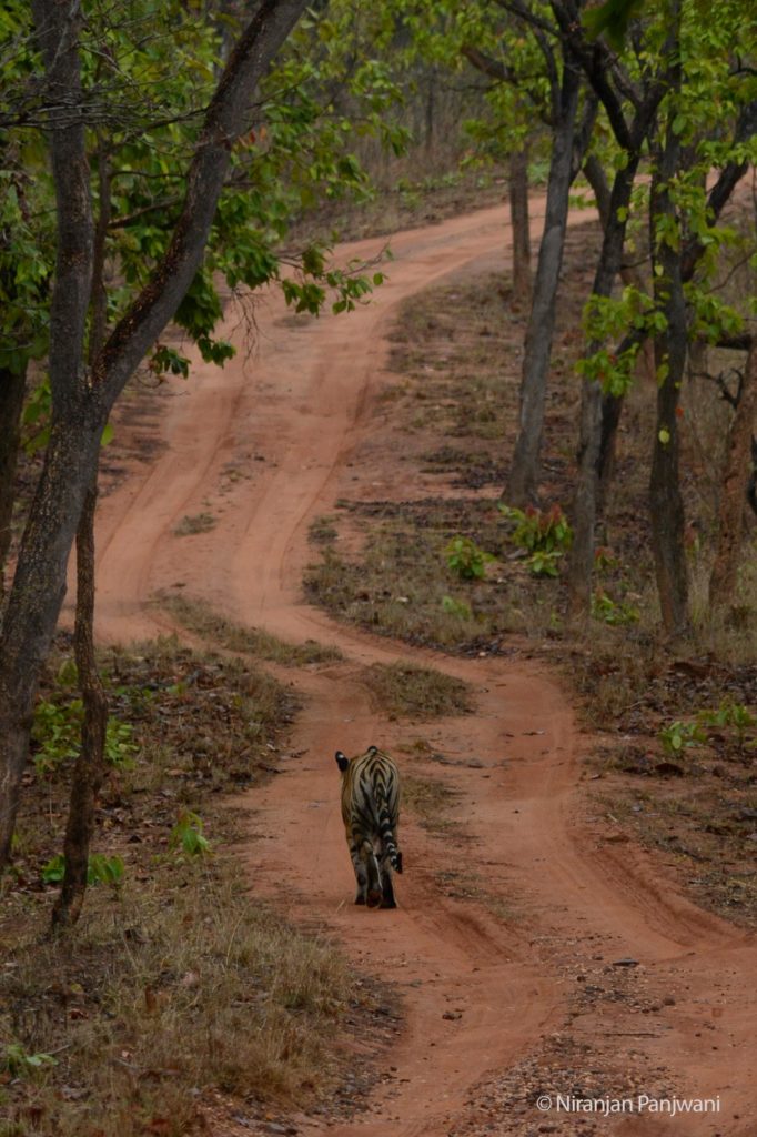 Tiger on Forest Path, Bandhavgarh