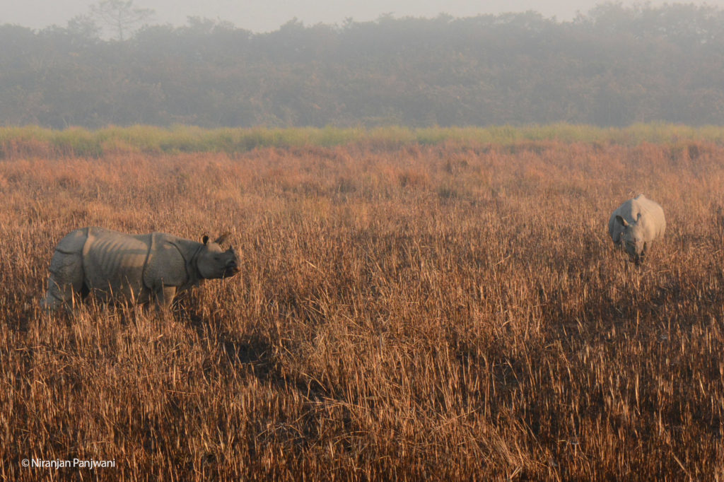 Rhinos in Grassland, Kaziranga