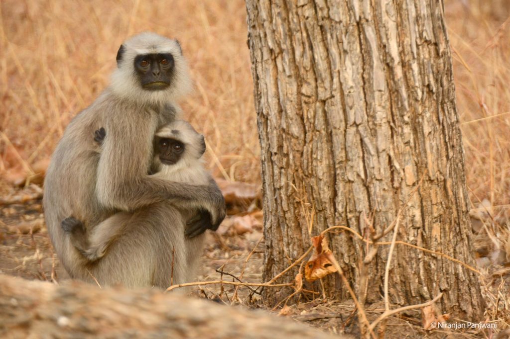 Langur and Baby