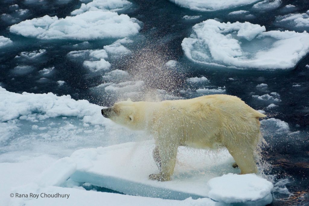 Polar Bear Shaking Off