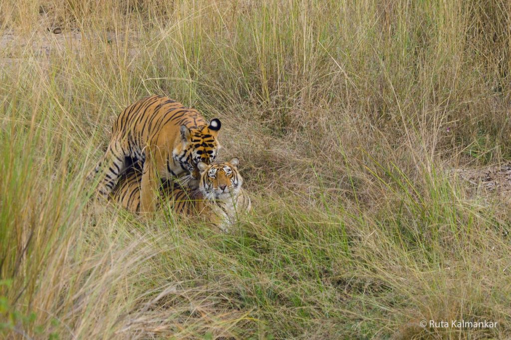 tigers mating ruta kalmankar 2023