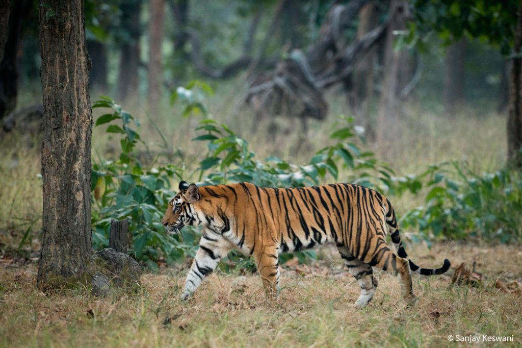 tigress sanjay keswani 2023