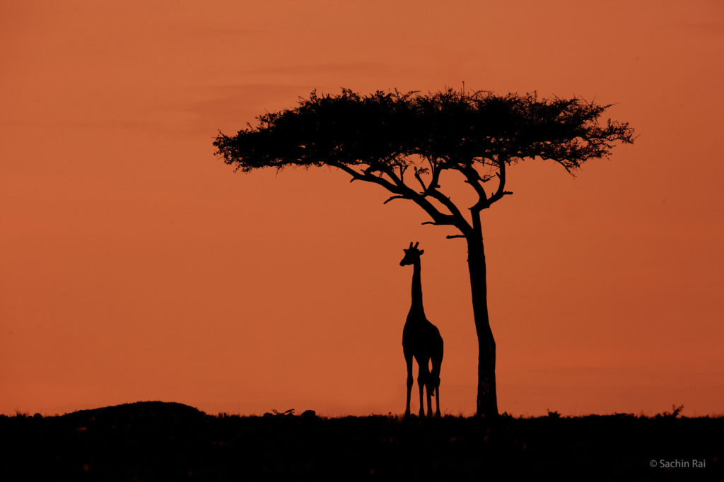 Giraffe Silhouette Masai Mara, Sachin Rai
