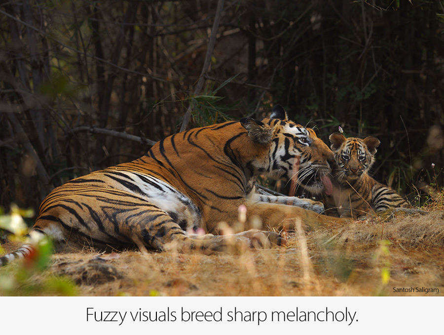 Kankati Tigress and Cub, Bandhavgarh, © Santosh Saligram