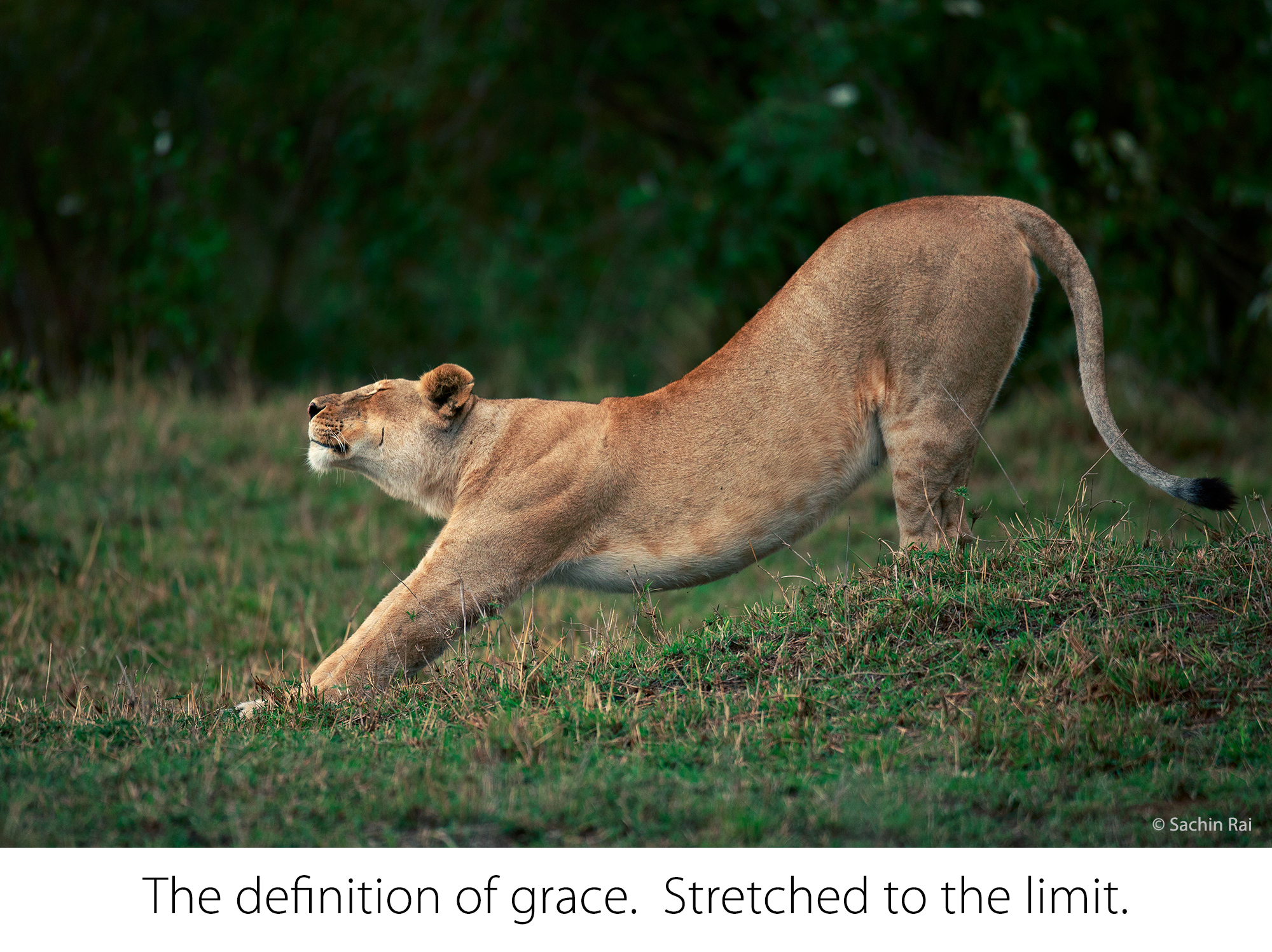 Stretching Lioness, Masai Mara, © Sachin Rai