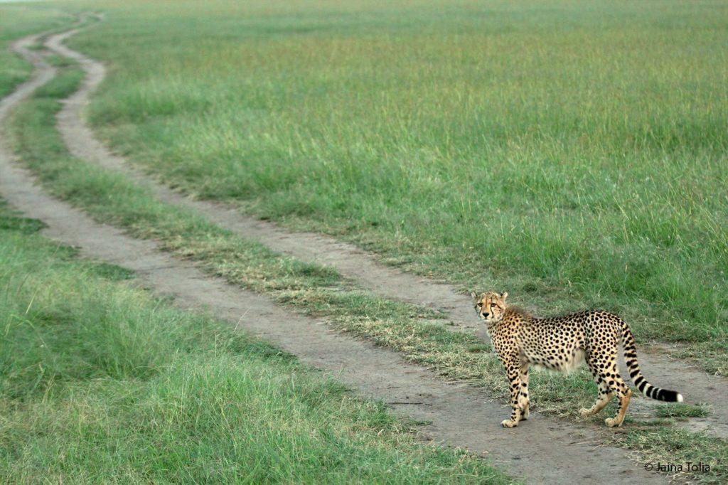 cheetah jaina tolia 2022