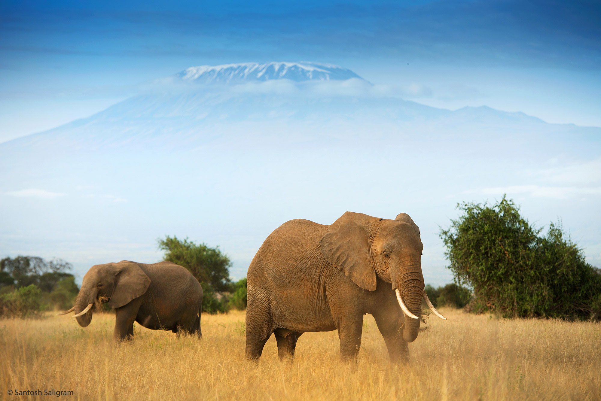 Elephants and Kilimanjaro © Santosh Saligram 2022