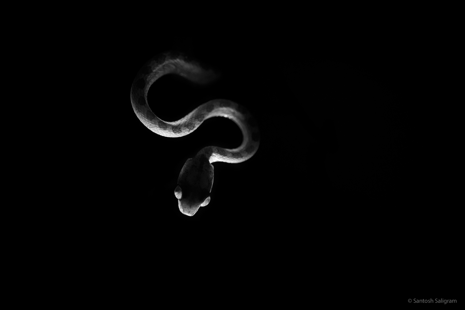 Cat snake. © Santosh Saligram