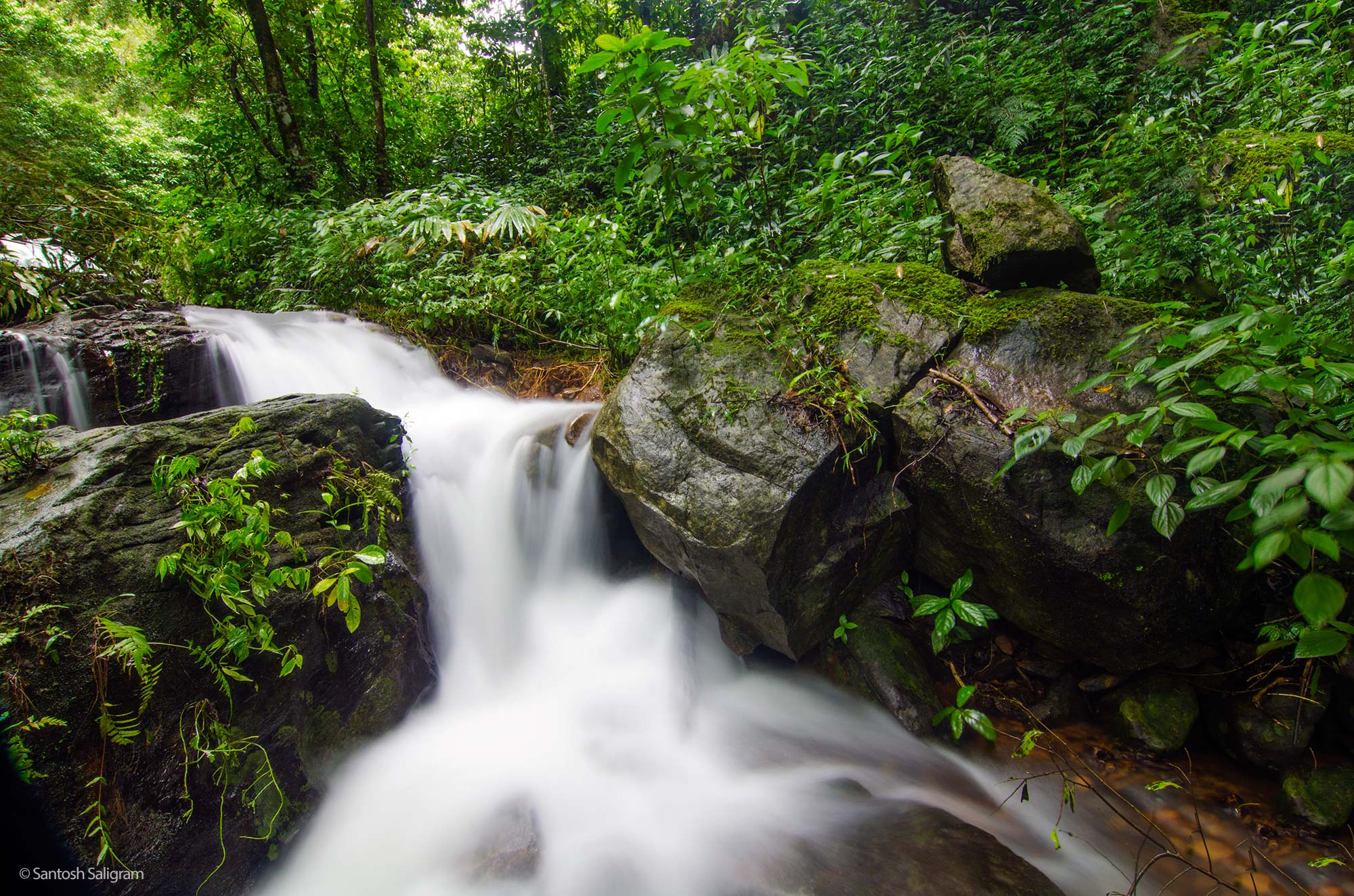 A forest stream in Coorg. © Santosh Saligram