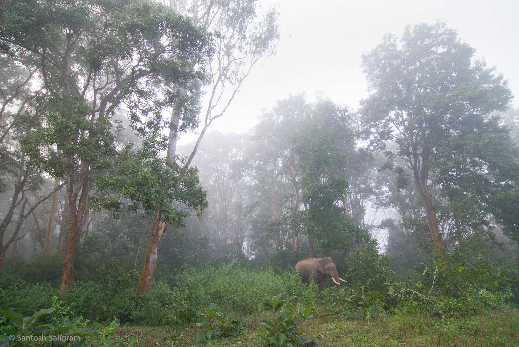elephant in mist santosh saligram 2022