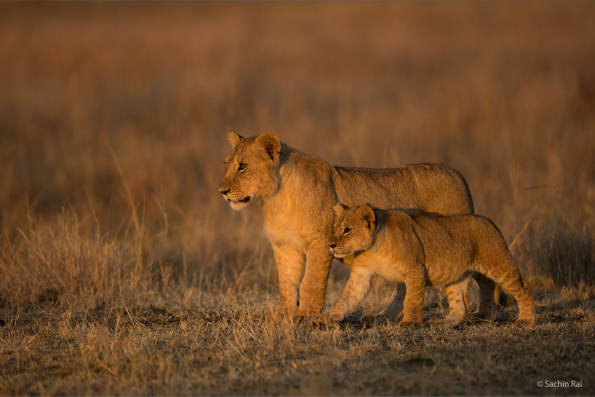 lion cubs in golden light sachin rai 2022