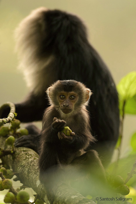 Lion-tailed macaque baby, © Santosh Saligram 