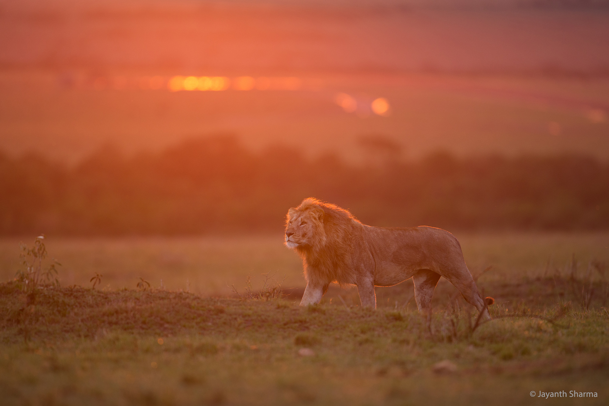 African Lion Backlit