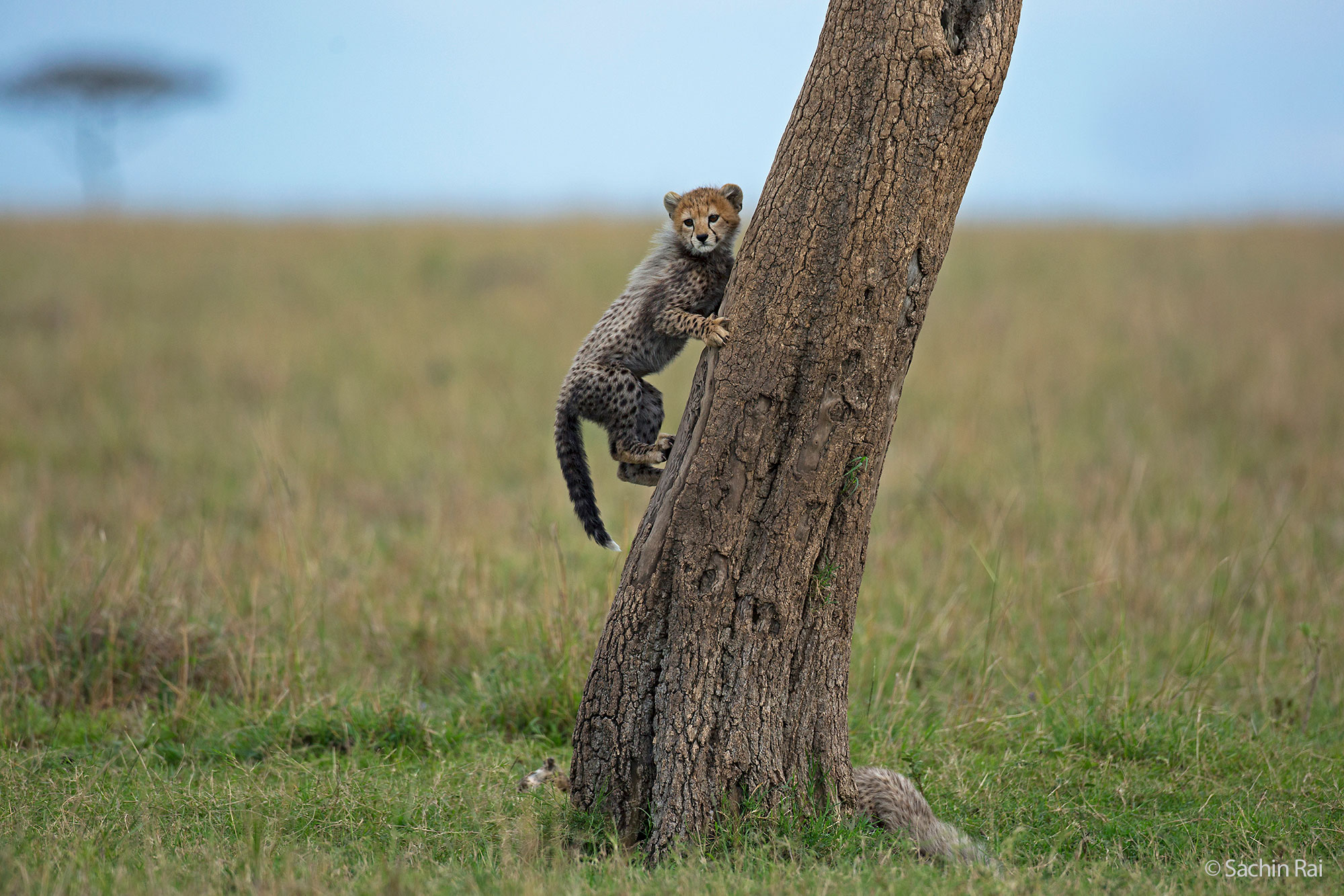 Cheetah cub, © Sachin Rai