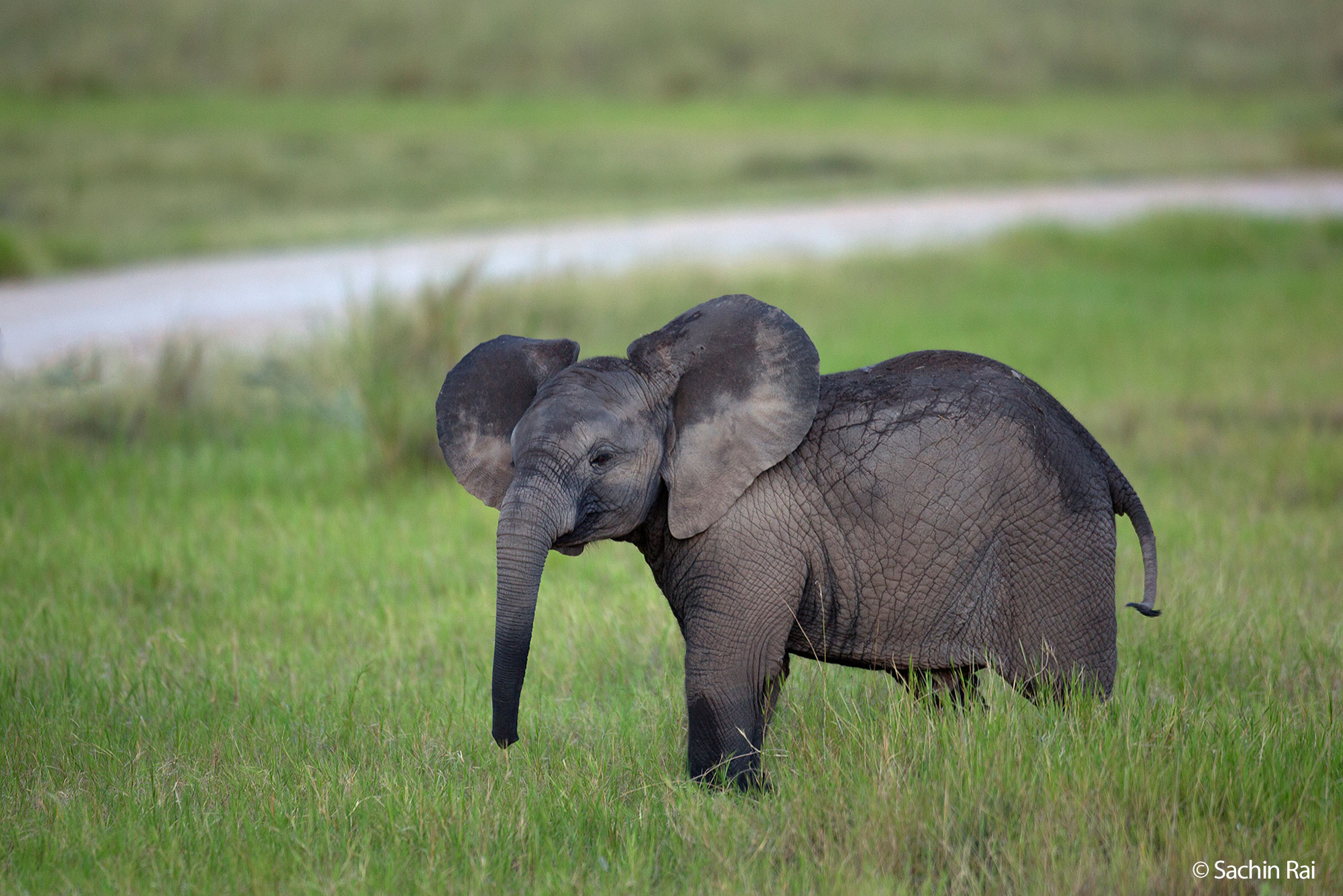 Elephant calf, © Sachin Rai
