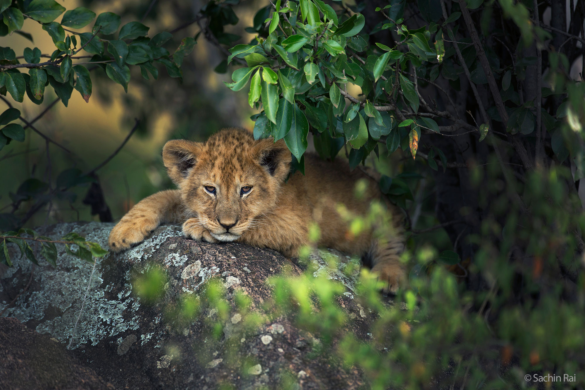 Lion cub, © Sachin Rai