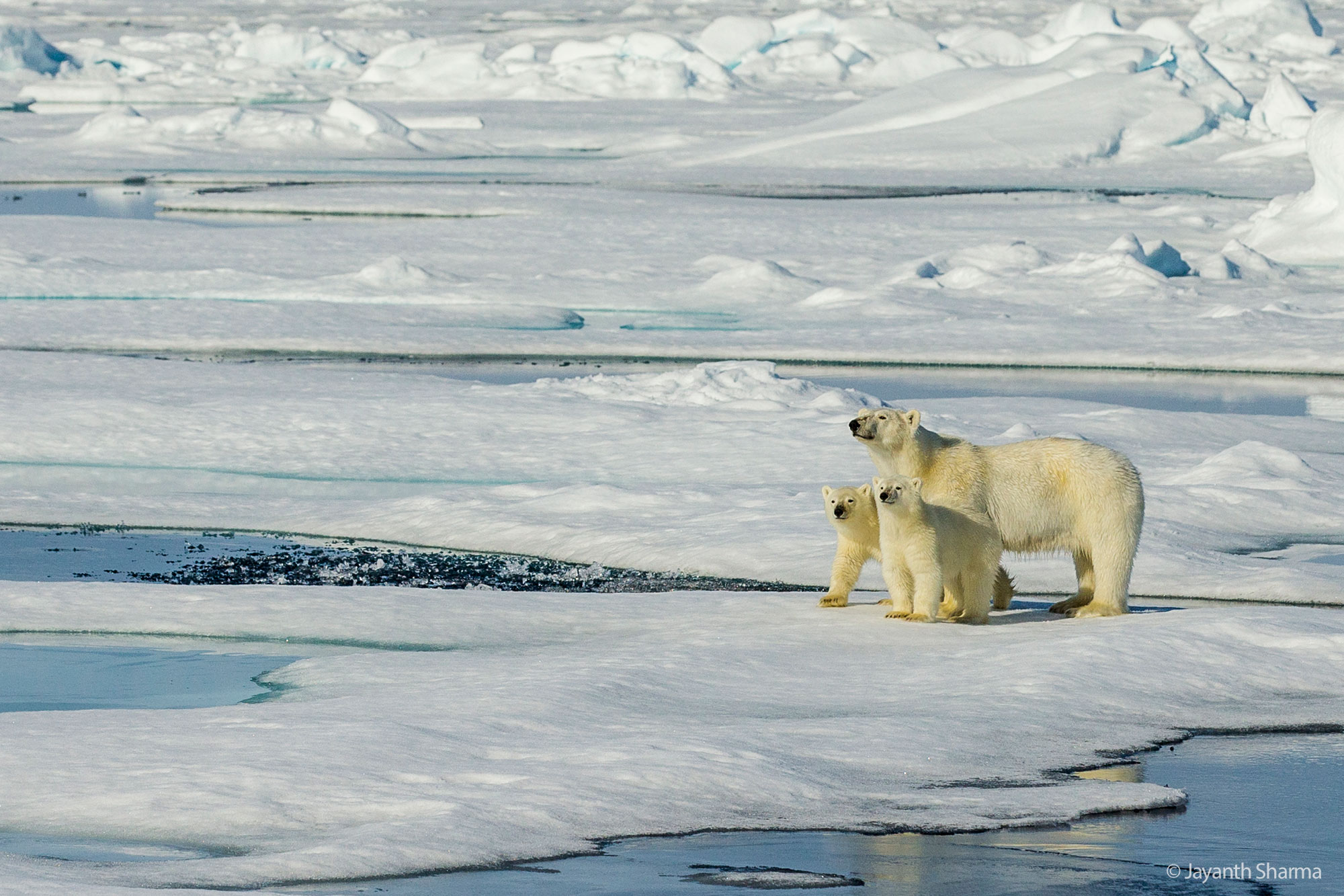 Polar bear cubs, © Jayanth Sharma
