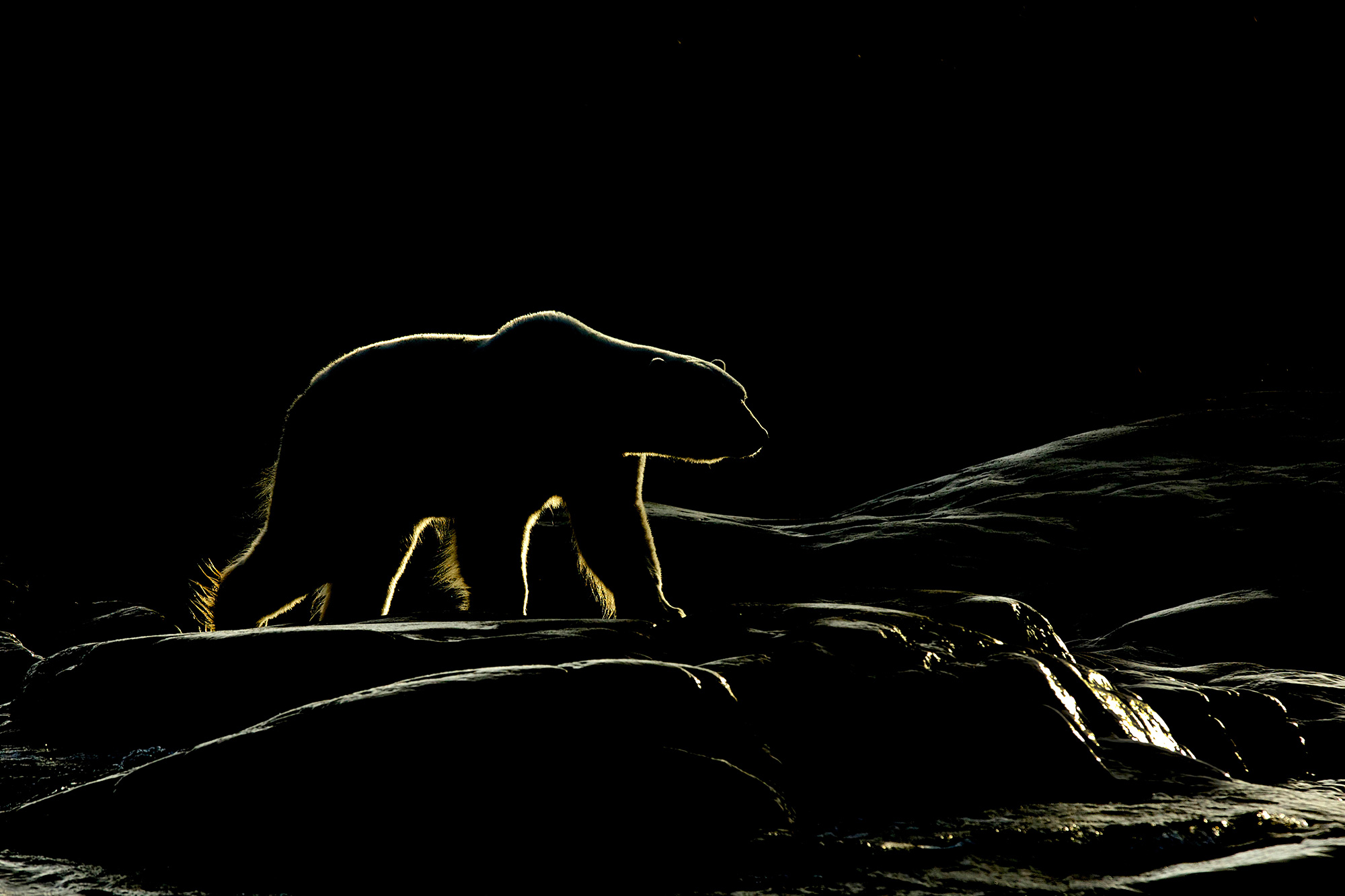 Polar bear rim lit