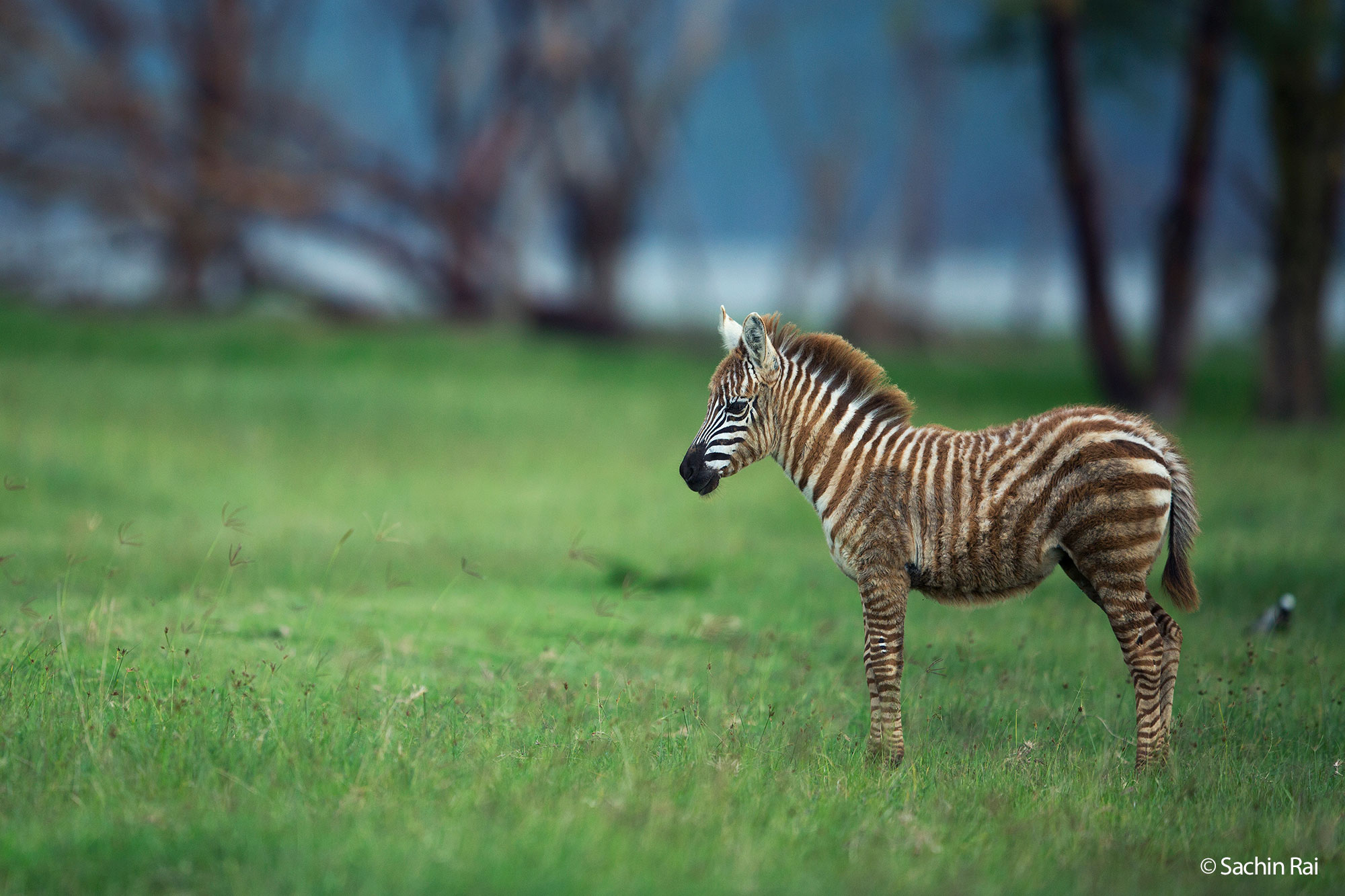 Zebra foal, © Sachin Rai