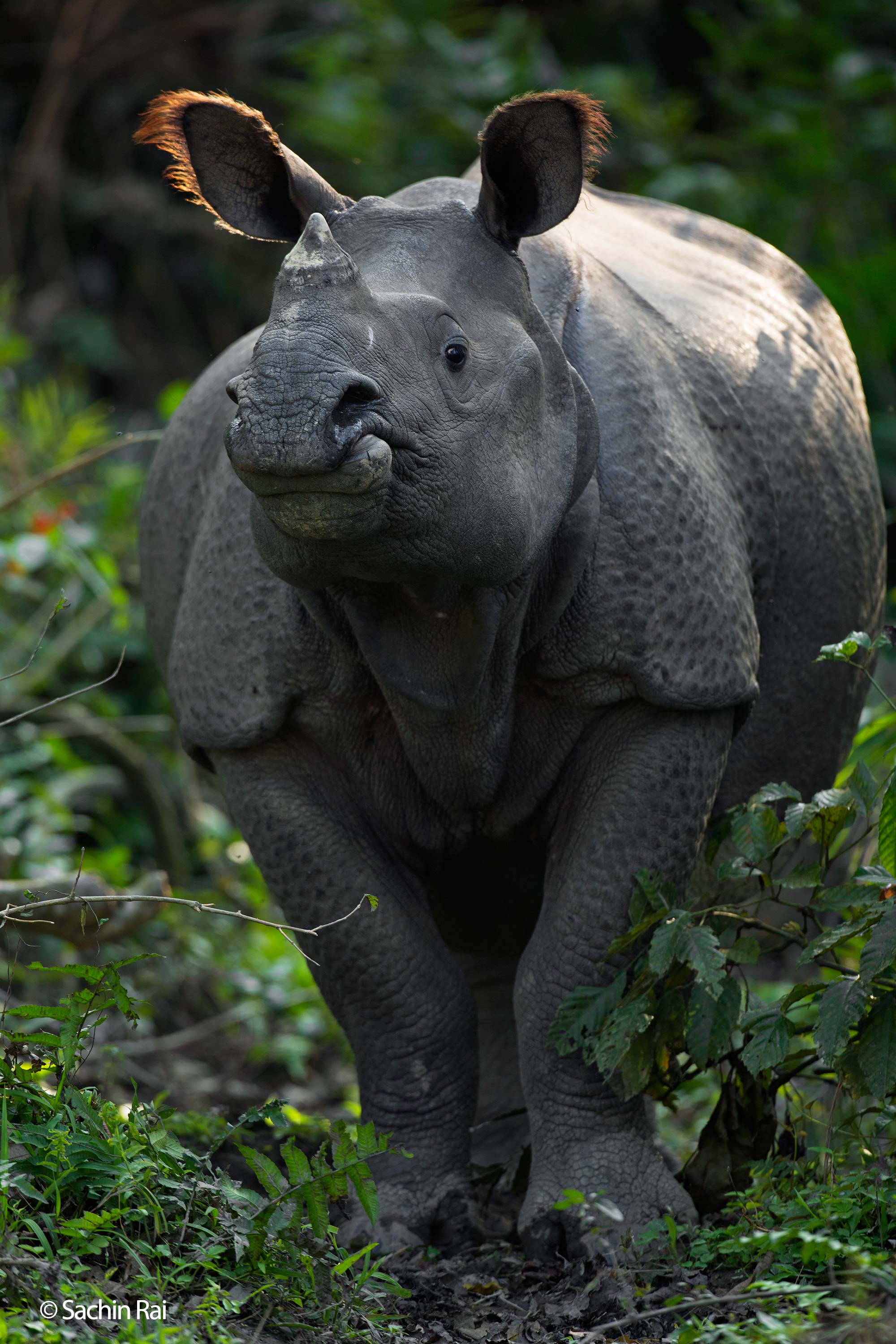 One-horned Rhinoceros