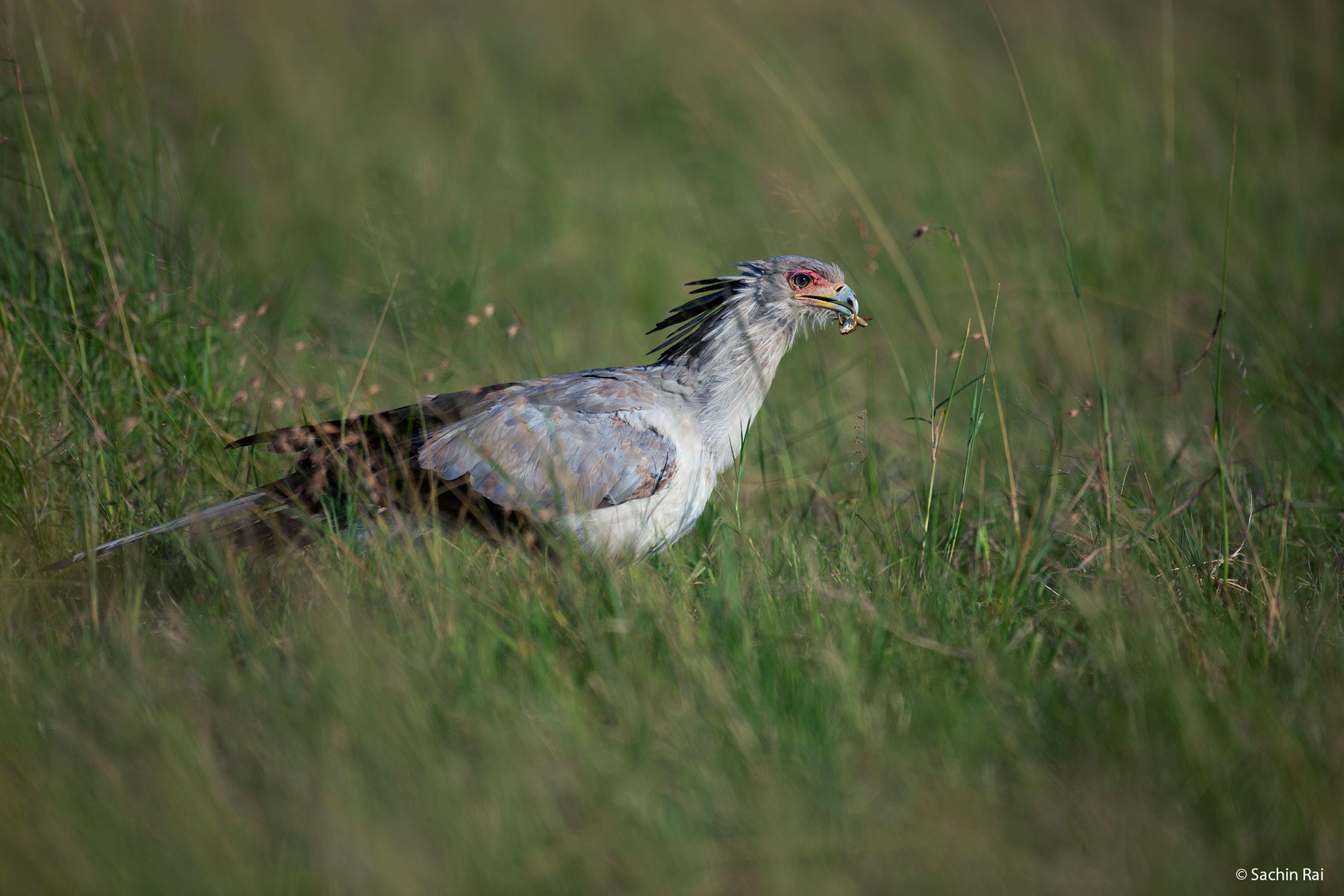Endangered secretarybird, Kenya