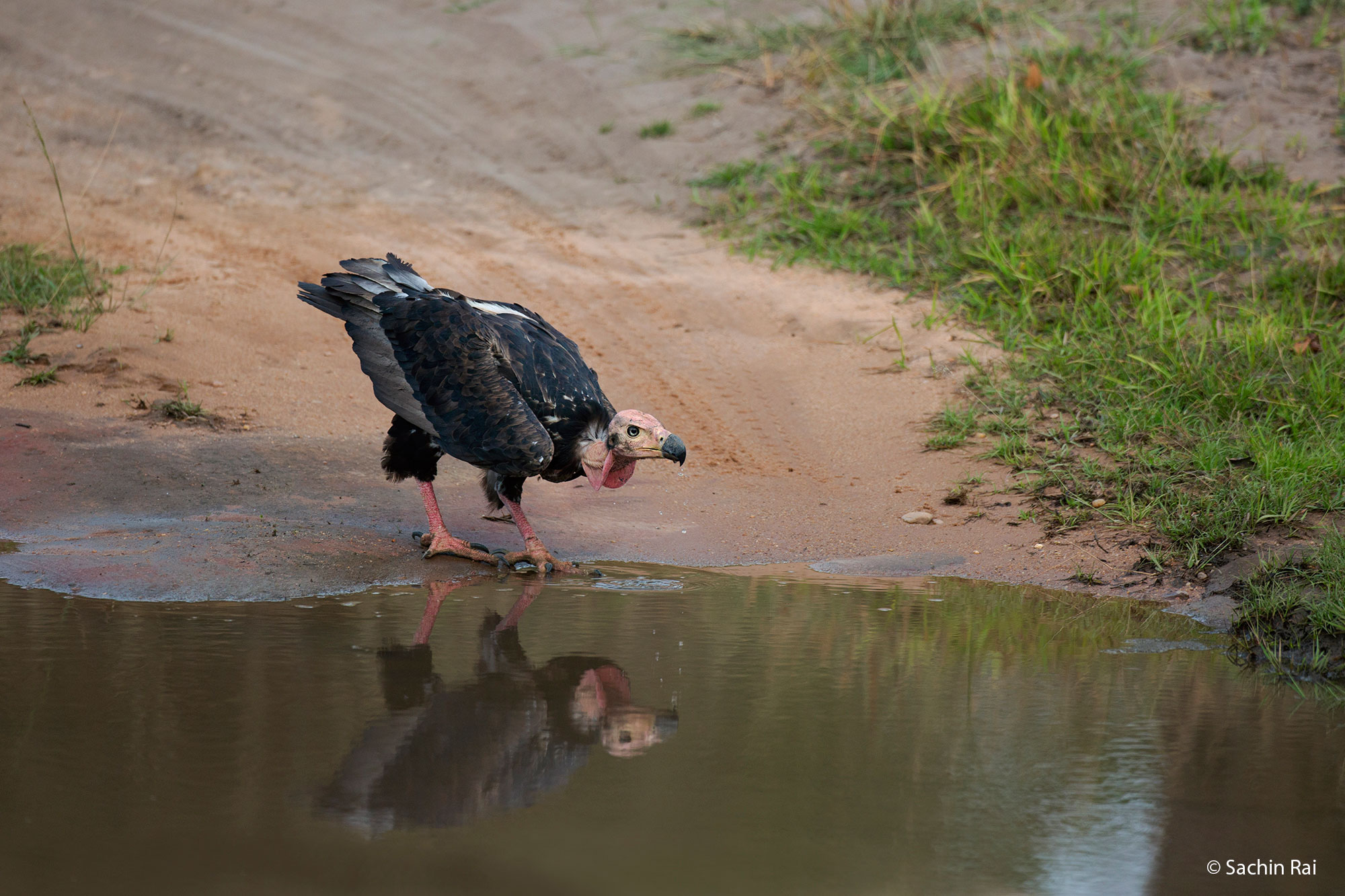 Endangered red-headed vulture, Bandhavgarh