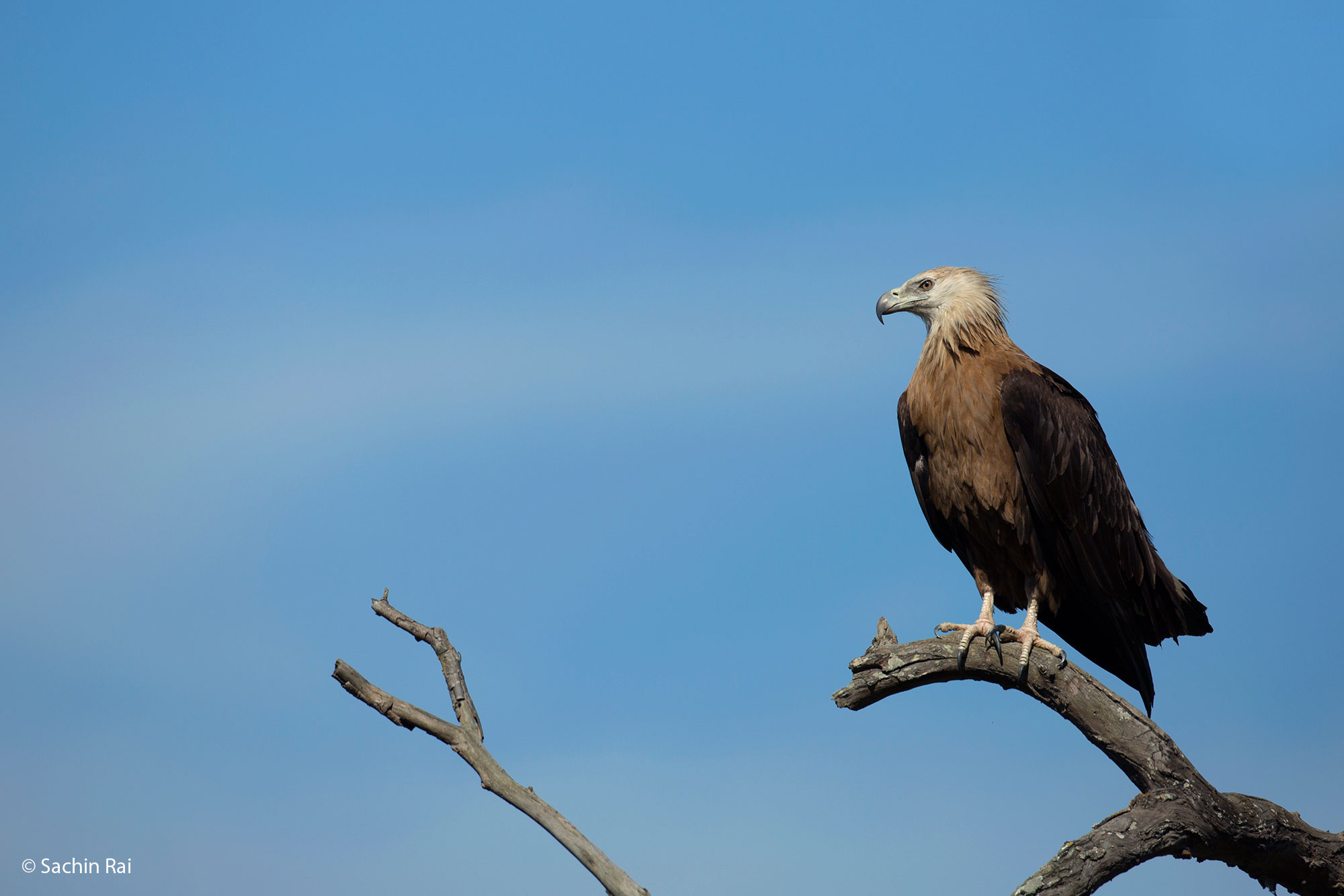 Endangered Pallas's fish eagle, Corbett