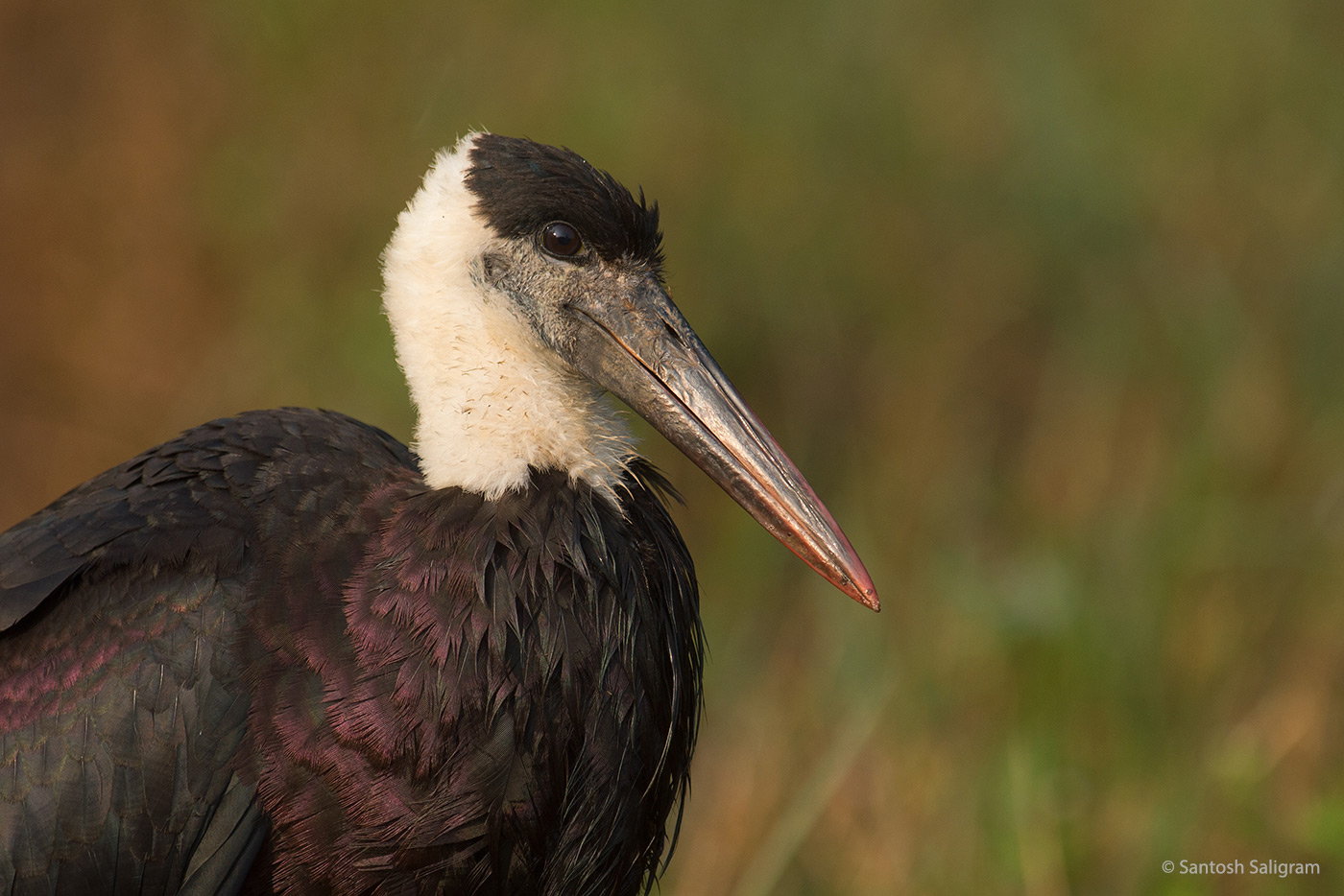 Endangered woolly-necked stork, Kanha