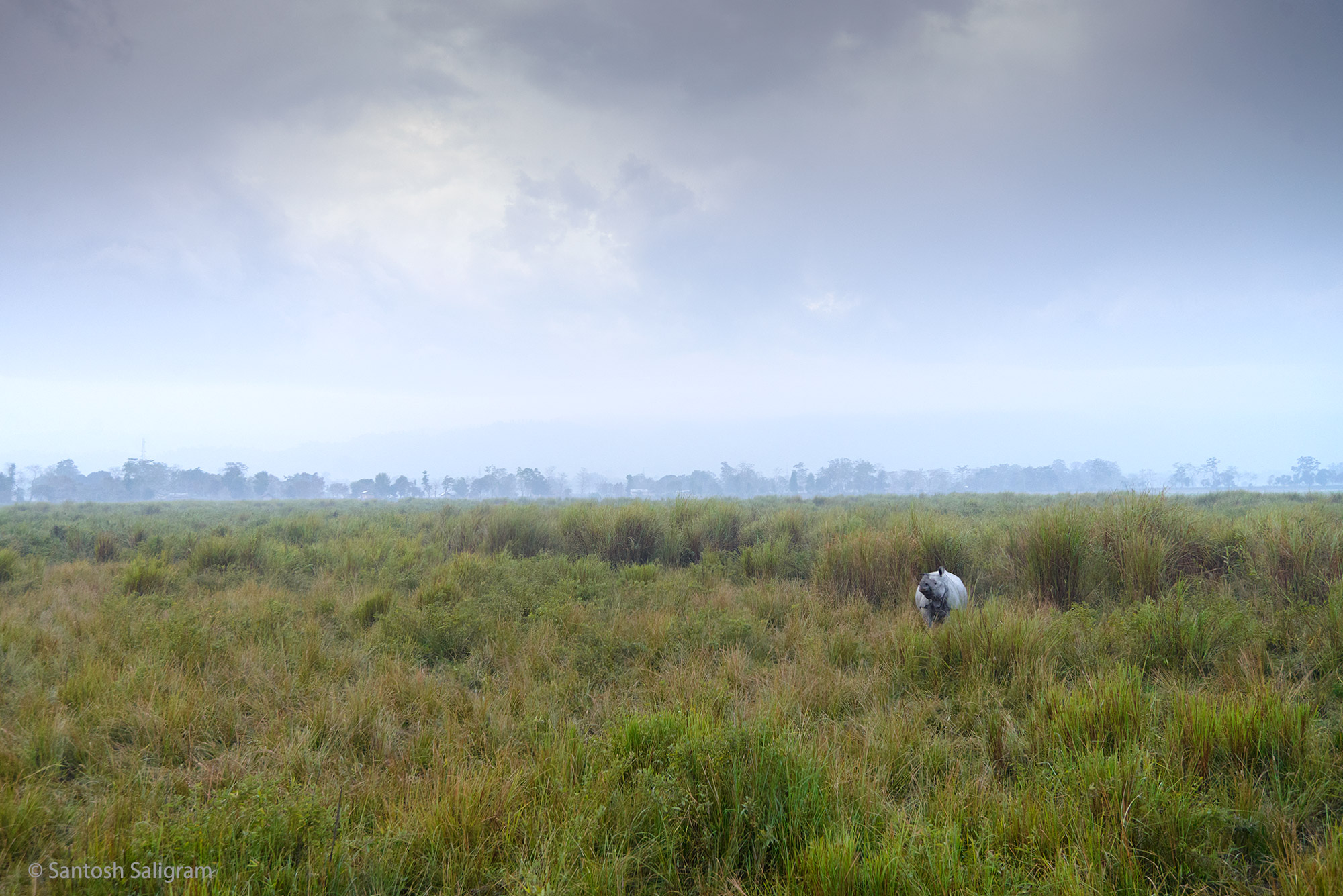 Rhino in grassland, Kaziranga