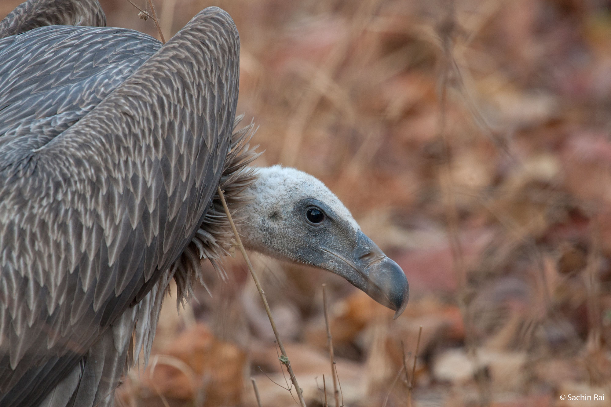 Endangered long-billed vulture, Bandhavgarh