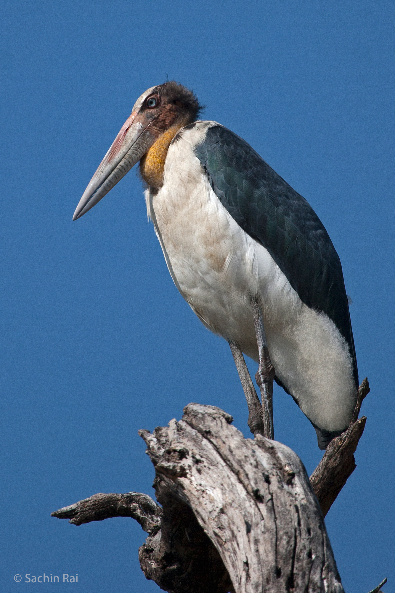 Endangered lesser adjutant stork, Bandhavgarh
