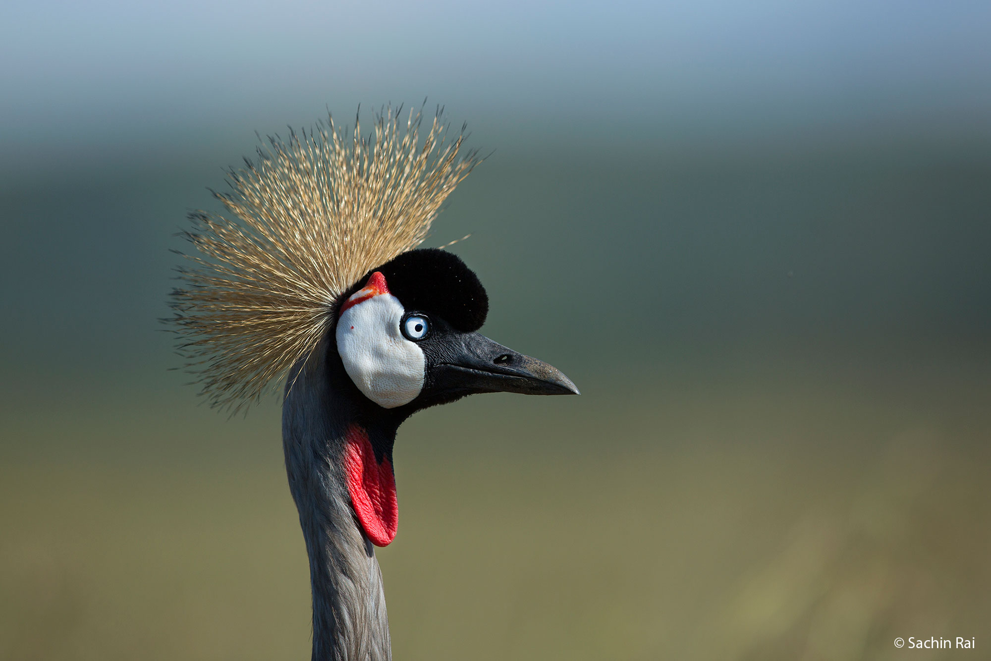 Endangered grey-crowned crane, Kenya
