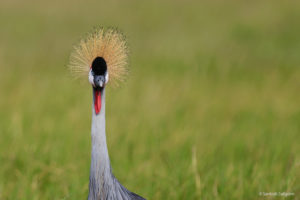 grey crowned crane, kenya