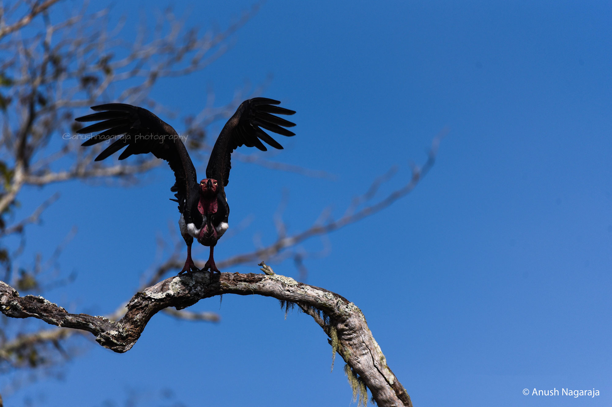 Red-headed Vulture, Kabini