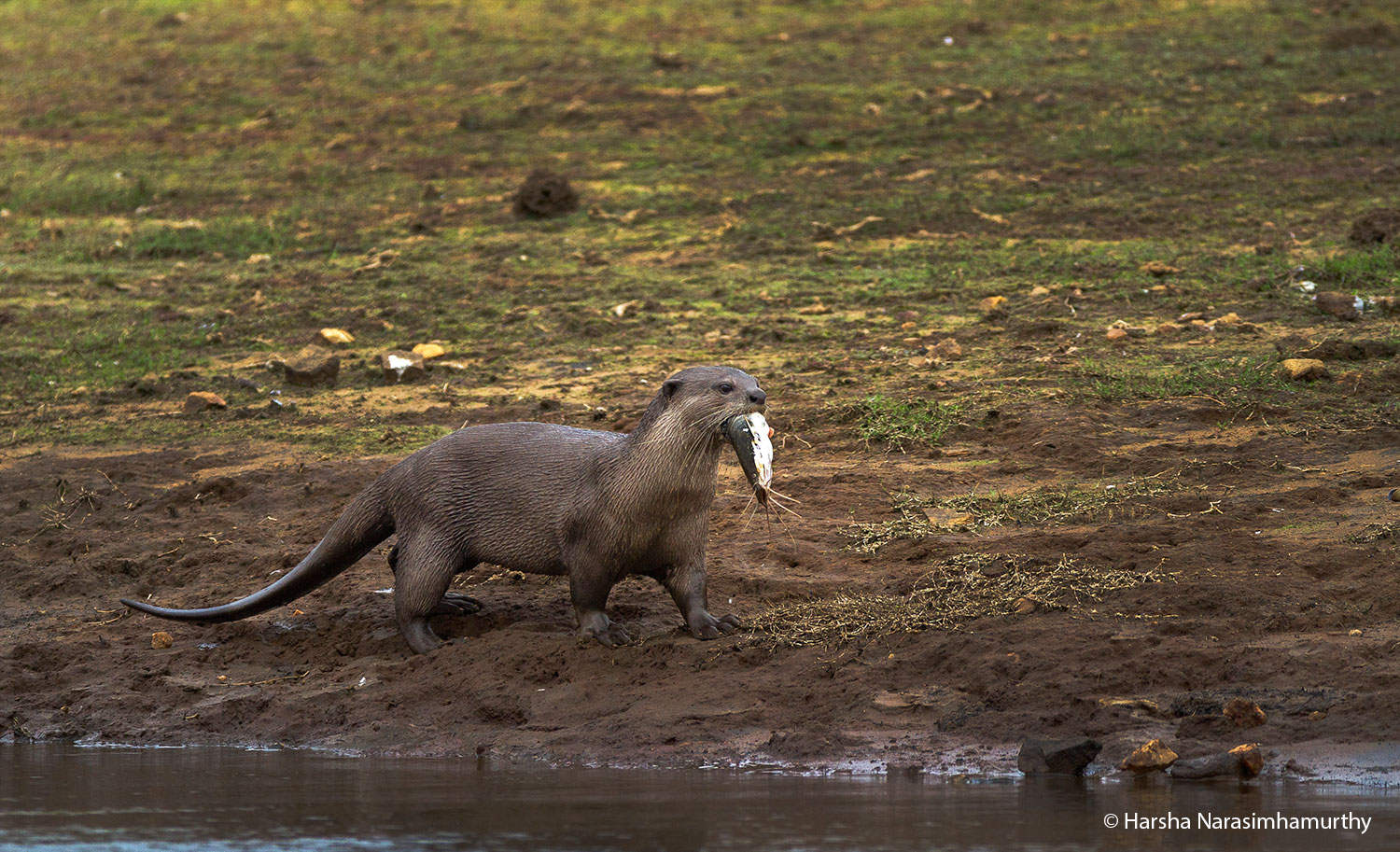 Smooth-coated Otter, Kabini