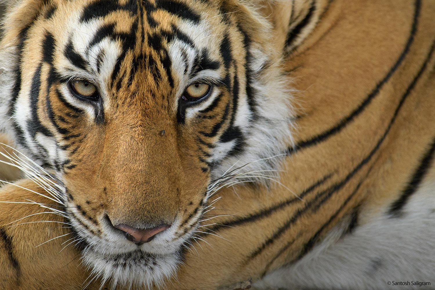 Tigress Arrowhead, Ranthambhore