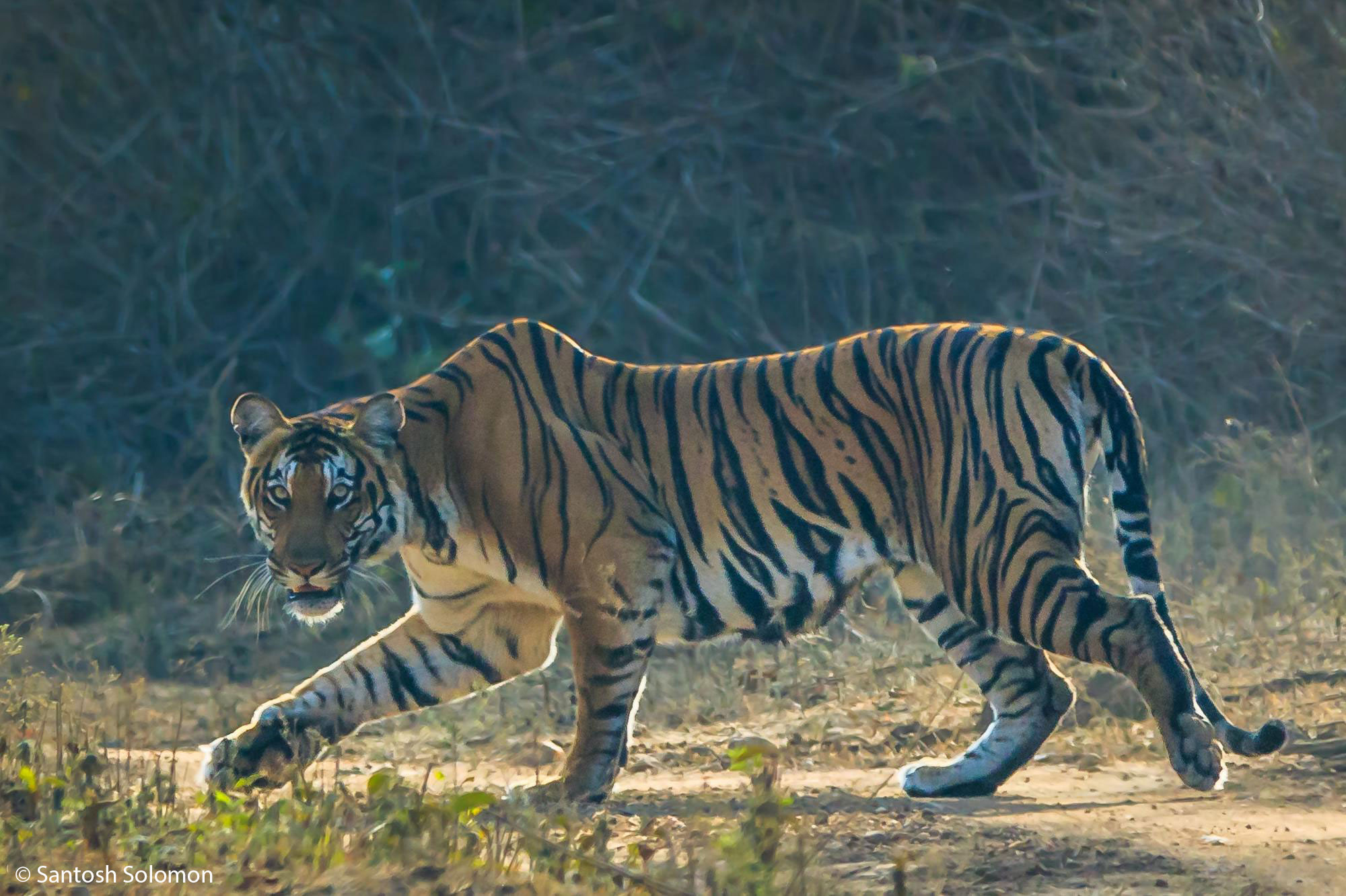 Tiger - Kabini Wildlife Photography