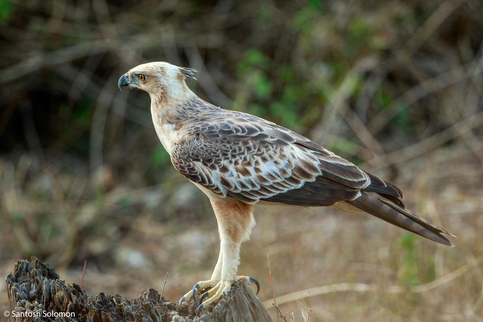 Changeable Hawk Eagle, Kabini