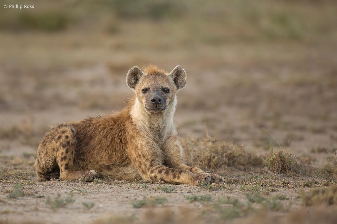 Hyena, Kenya