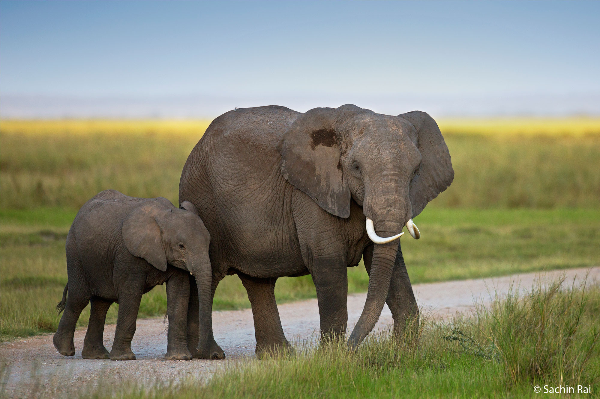 Amboseli - African Elephants