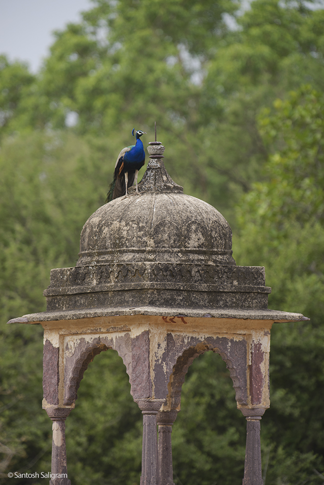 peacock on chhatri ranthambhore santosh saligram 2022