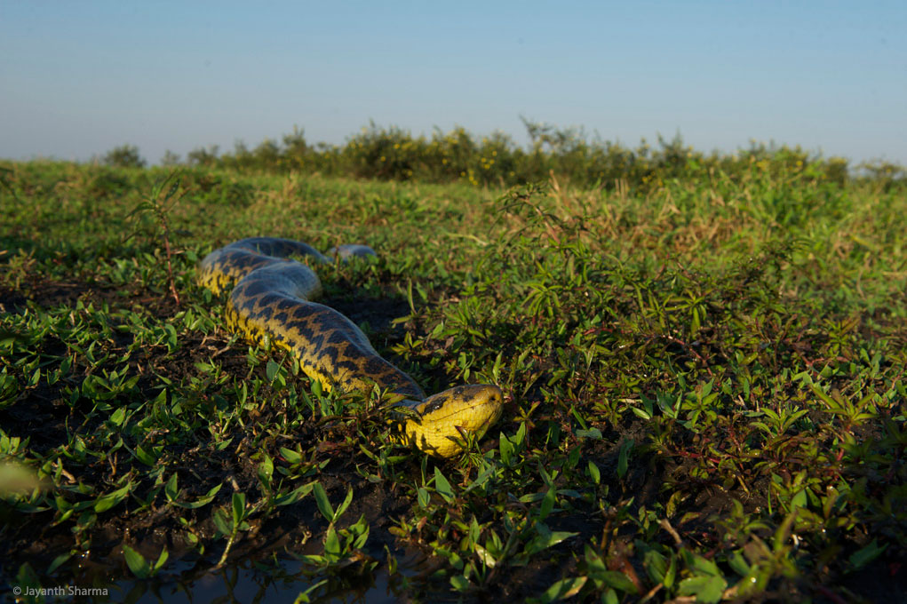 Yellow anaconda, Pantanal