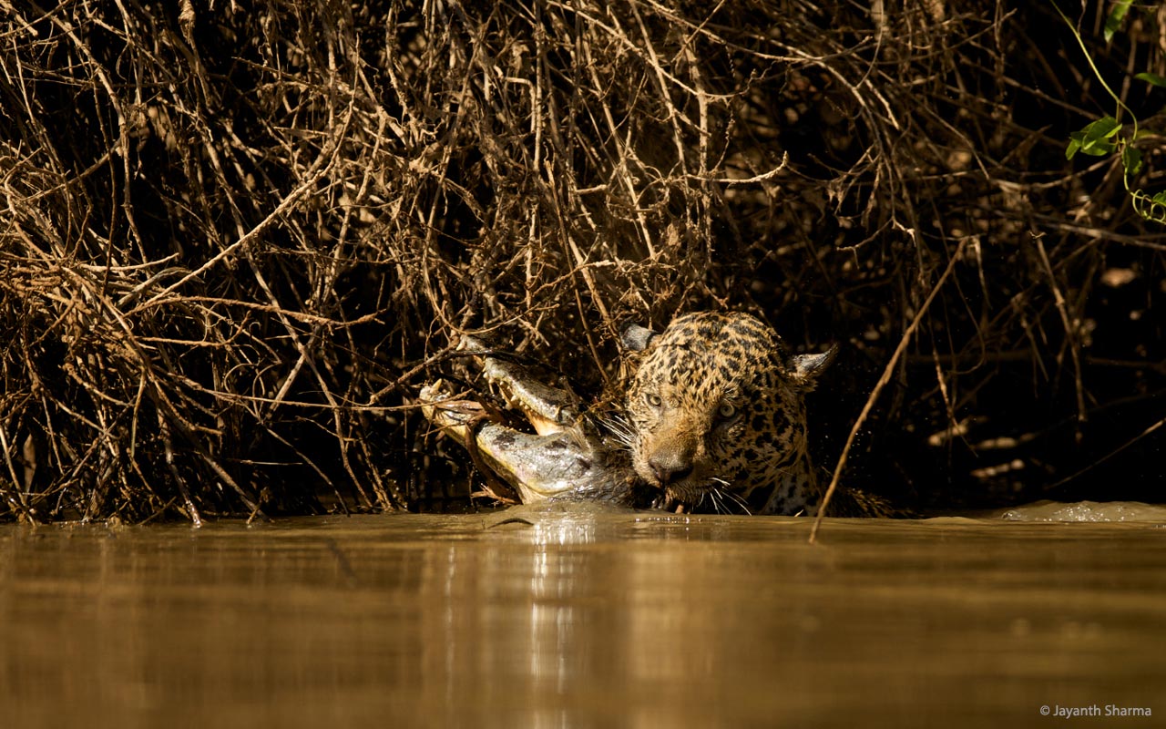 Jaguar hunting caiman