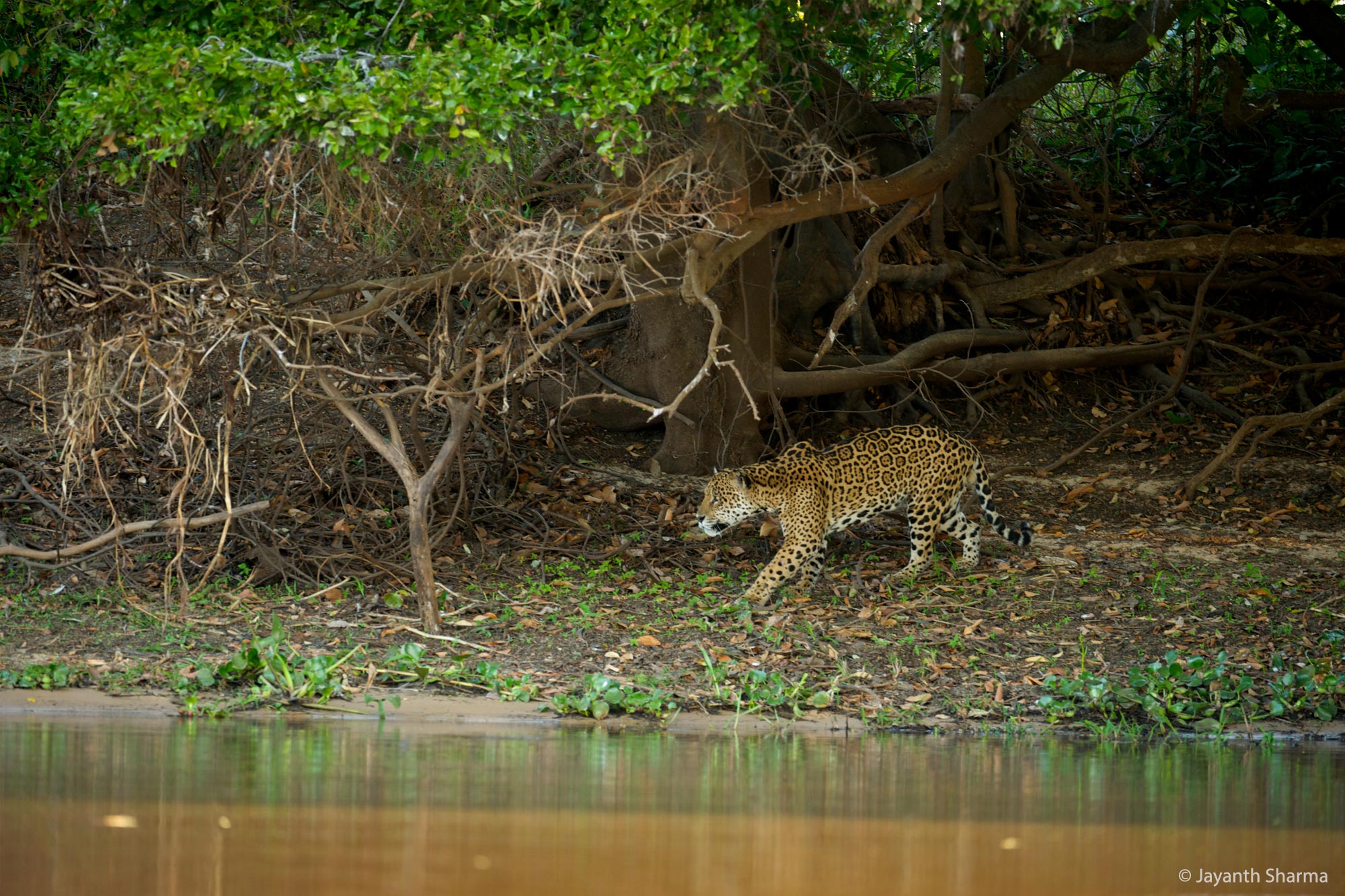 Jaguar stalking in the Pantanal
