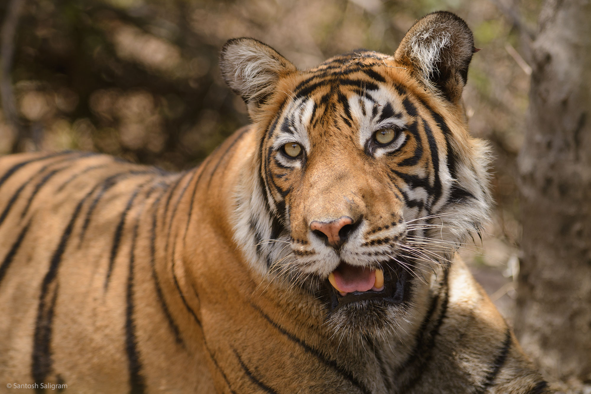 Tigress T60 in Ranthambhore National Park