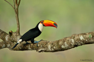 Toco toucan, Pantanal