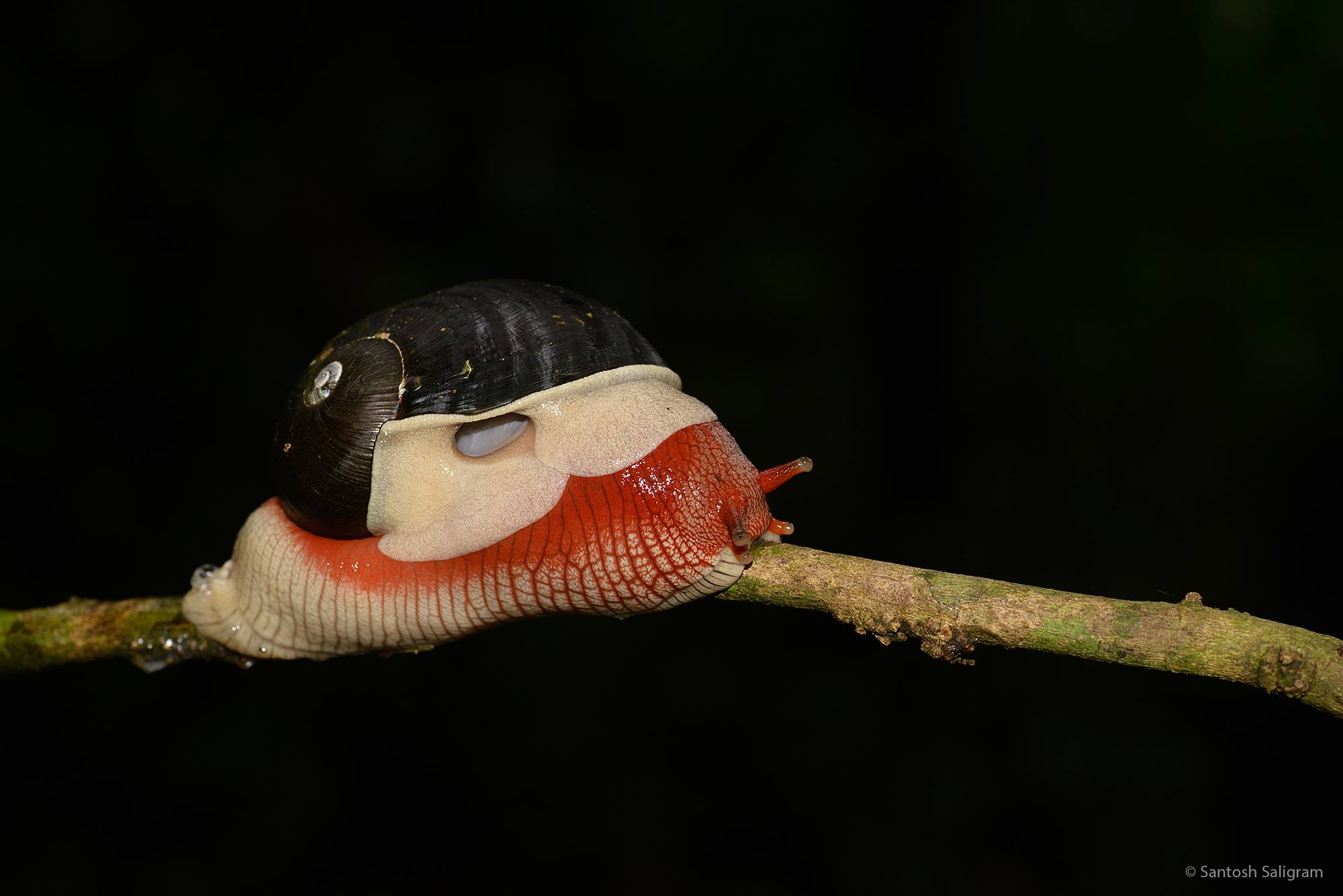 Vibrant Red Snail, Found it near Abbe Falls, Coorg