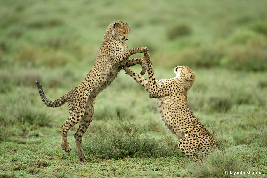 Africa Toehold Cheetah