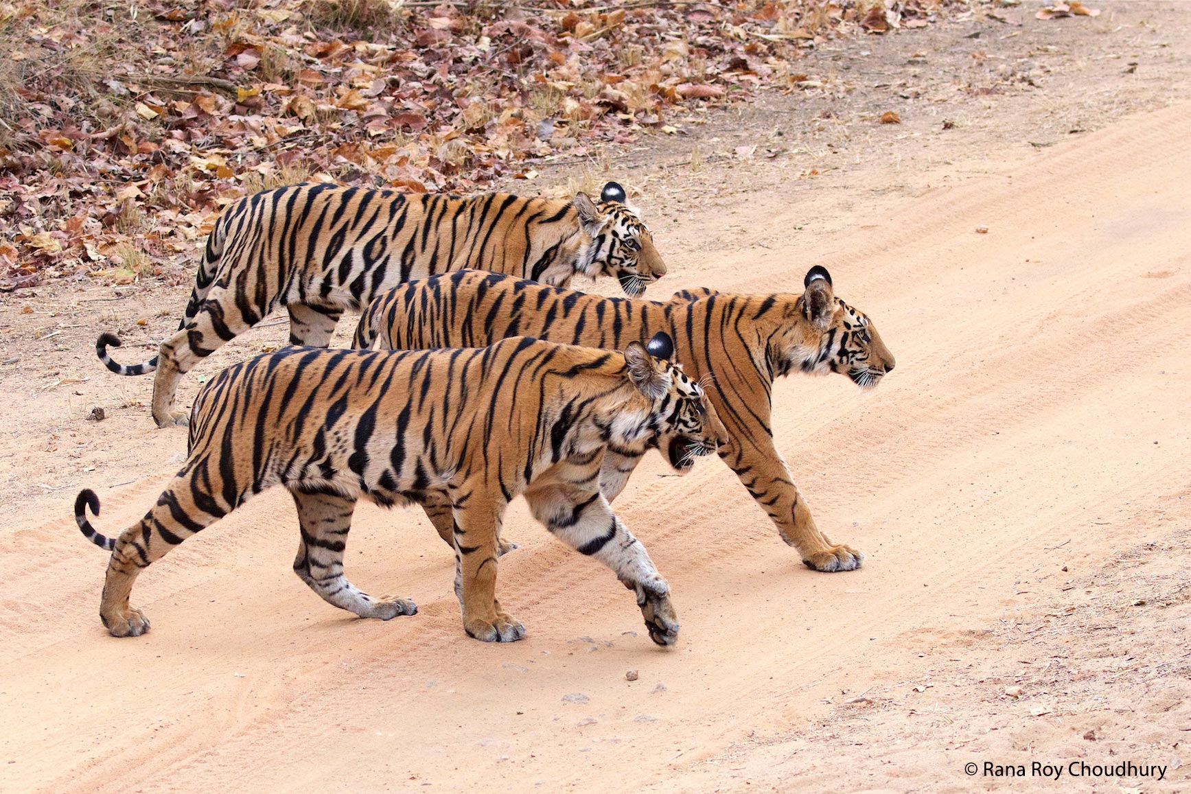 spotty cubs crossing rana roy choudhury 2023